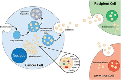 Frontiers | Cancer-Derived Exosomes as Effectors of Key